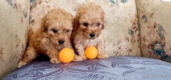 Toy Pudlik - Mini Pudel - 3