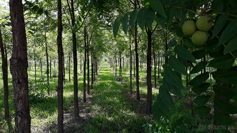 Orech čierny, rýchlorastúca drevina-Investícia do budúcnosti - 3