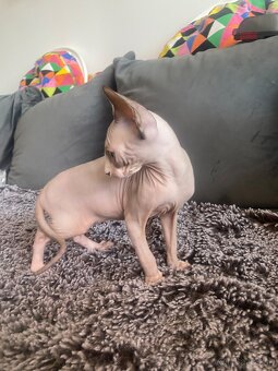 Sphynx macicka - 3