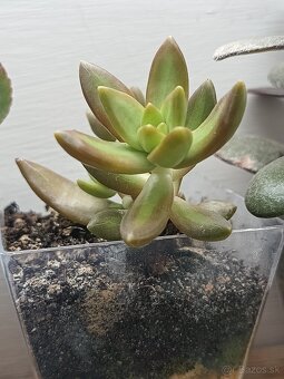 Mix sukulentov - 3