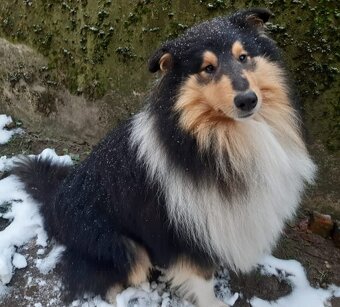 Dlhosrstá kólia - 3