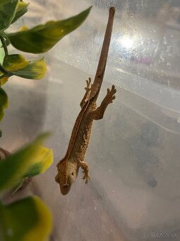 Pagekon riasnaty (correlophus ciliatus) - 3