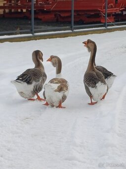 Cholmogorské Husi - 3