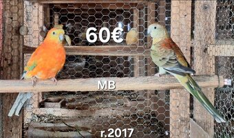 Spevavé chovné páry - 3