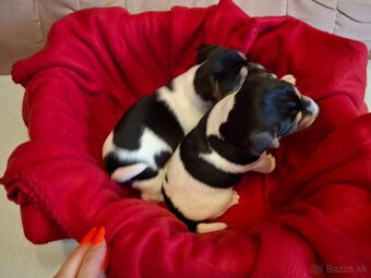 Jack Russell Teriér - 3