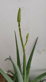 Aloe Vera viac rastlín - 3