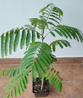 Albizia, perzský hodvábny strom, mimoza - 3
