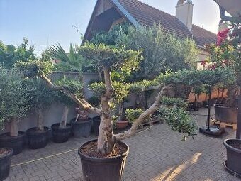 Predám Olivovník bonsai - 3