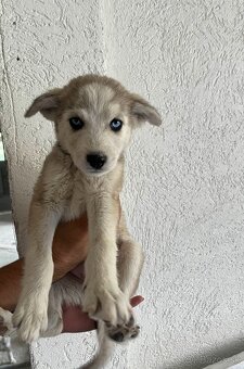 Sibírsky husky - 3