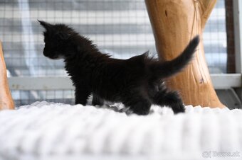 Mainská mývalia - maine coon - 2 mačiatka s modrými očkami - 3
