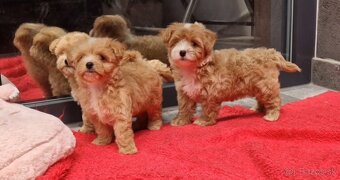 Maltipoo - 3