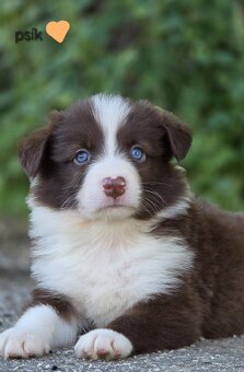 Border collie, kólia bez pp - 3