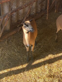 Predám kamerunskú ovcu a barana - 3