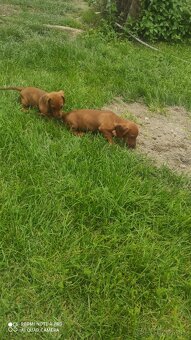 Predám jazvečíkov krátkosrstých 1 REZERVOVANÁ - 3