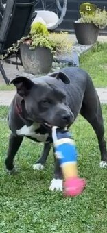 Americký stafordšírsky teriér - 3