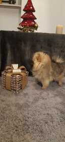 Pomeranian rozkošné šteniatka s PP - 3