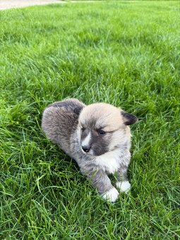 Welsh Corgi - 3