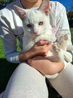 Darujem mačiatka - 3