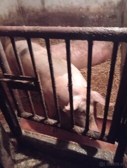 Predaj polovičné prasata - 3