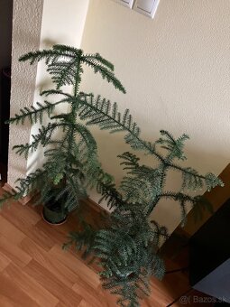 Izbová rastlina araucaria - 3