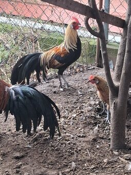Predám kohútov fénix - 3