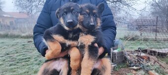 Nemecký ovčiak šteniatka - 3
