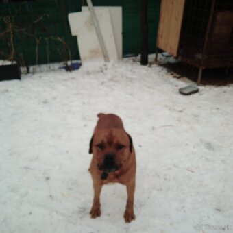 Cane corso - 3
