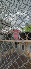 Kakadu ružový - 3