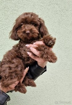 Maltipoo - 3