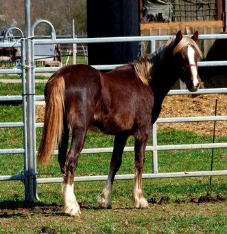Welsh Cob C, Welsh pony - 3