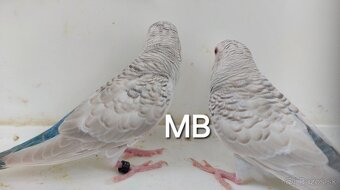 Fallow Blackwing čiernokridle andulky - 3