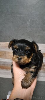 Yorkshirsky terier - 3