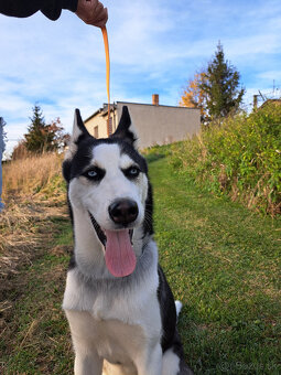 🐾 DARUJEME DO DOBRÝCH RÚK – SIBÍRSKA HUSKY DAISY 🐾 - 3