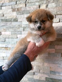 Japonská Akita Inu s PP - 3