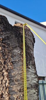 Čerešňove drevo - 3