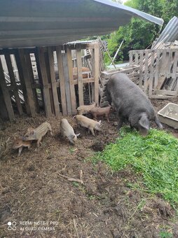Predám prasiatka mangalica-durok - 3
