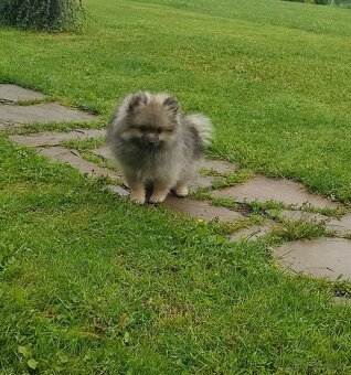 Pomeranian - 3