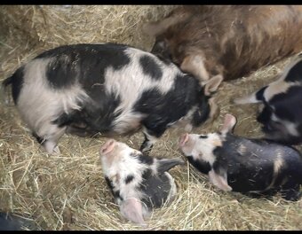 Kune kune - 3