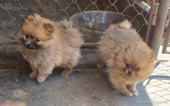Predám šteniatka Pomeranian - 3
