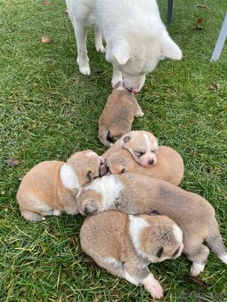 Čistokrvné šteniatka Akita inu - 3