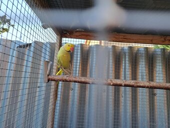 Alexander malý Samček,slabo lieta. - 3