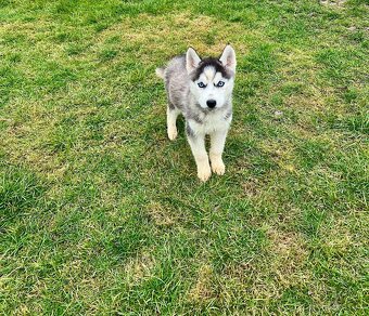 Steniatka sibirsky husky - 3
