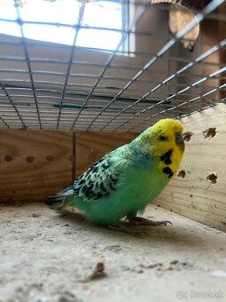 Predam dve chovné andulky - 3