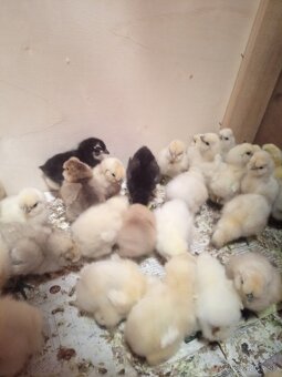 Hodvabničky kuriatka - 3