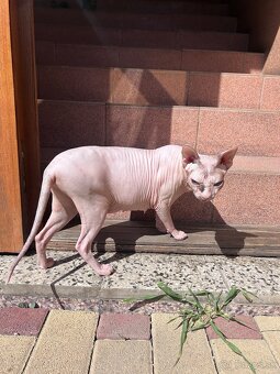 Don Sphynx PP - 3