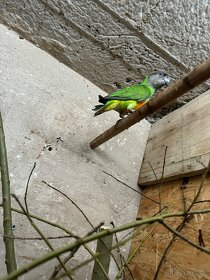 Papagáj senegalsky - 3