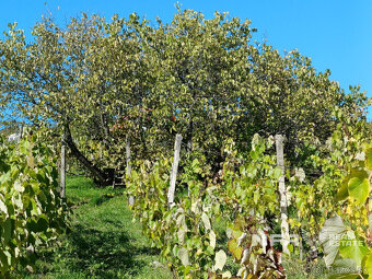 Biovinica s krásnym výhľadom v Pukanci - 3