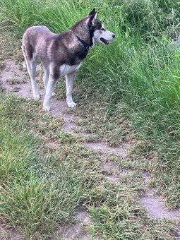 Sibirsky husky - 3