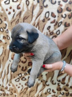 KANGAL - štěňata s PP k odběru od 20.8.25 - 3