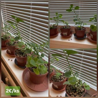 🎍Nadchovník / Rýmovník (Mexický eukalyptus) v kvetináči - 3